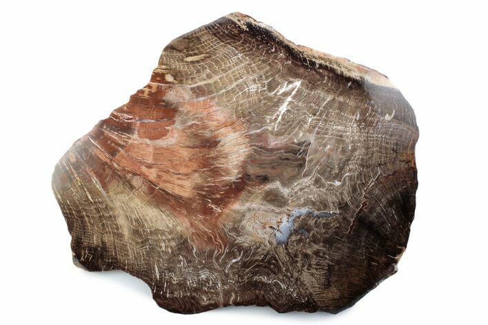 Polished Petrified Wood (Oak) Slab - Swartz Canyon, Oregon #378192